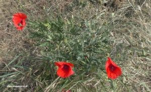 Mohn - Klatschmohn