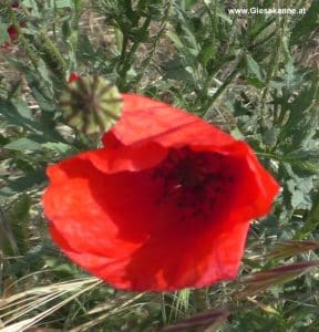 Mohn - mit Blüte und Samenkapsel