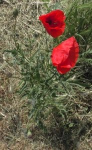 Klatschmohn im Mai