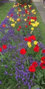 Traubenhyazinthen und Tulpen im April