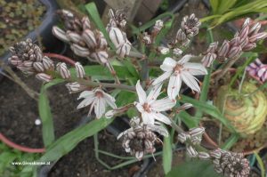 Affodill - Blüte Ende April