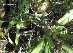 Affodill nach Blüte mit jungen Samenkapseln