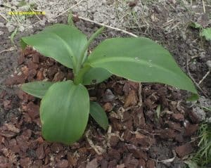 Winterharte Banane - Musa basjoo Juni 2025