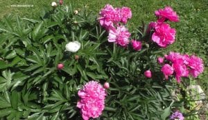 Bauernpfingsrosen rosa und weiß