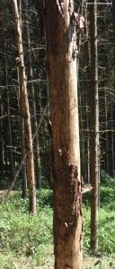 Kahle Fichte nach Borkenkäferbefall