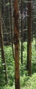Fichten mit Borkenkäferschäden