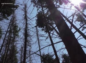 Fichtenwald mit Borkenkäferbefall