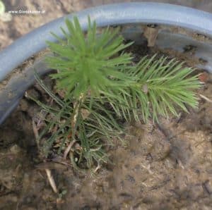 Babyfichte im Juni