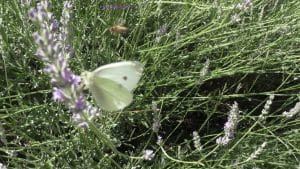 Lavendel mit Schmetterling und Biene im Anflug