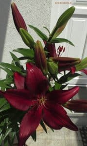 Lilie mit dunkelroter Prachtblüte