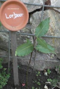 Echter Lorbeer klein