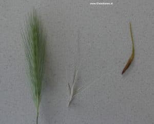 Schliafhansl (Mitte und Rechts)