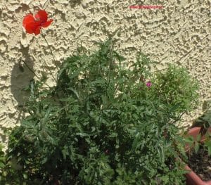 Mohn - Steiermark