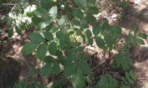 Junger Nussbaum im Wald