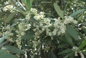 Olivenblüten im Juni