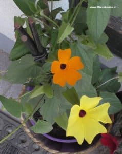 Schwarzäugige Susanne mit gelben und orangen Blüten