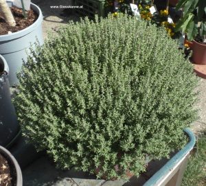 Thymian