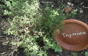 Thymian im Kräuterbeet