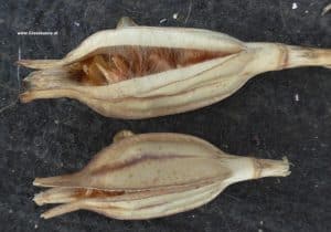 Samenkapseln mit Samen von Tulpen