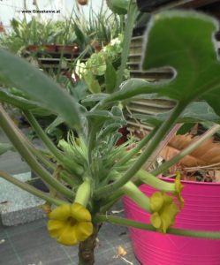 Uncarina roeoesliana mit Blüte