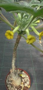 Blüte und Kaudex Uncarina roeoesliana
