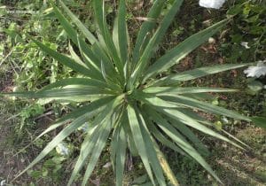Ableger Yucca gloriosa