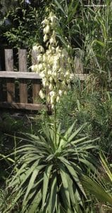 Yucca gloriosa - Blüte im Juni