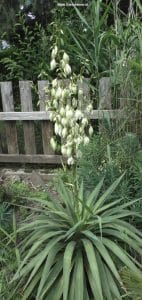 Blüte Yucca gloriosa