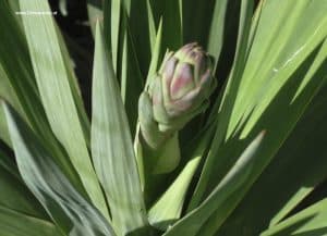 Yucca gloriosa - junger Blütenstand - wie Spargel