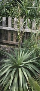 Yucca gloriosa knapp vor der Blüte