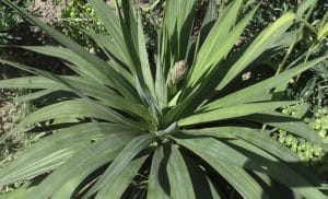 Yucca gloriosa - Blütenstand treibt aus