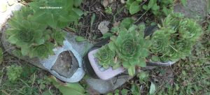 Hauswurzen in alten Schlapfen und Schuhen