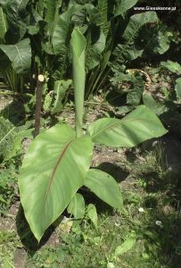 Banane winterhart im Juli