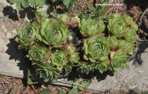 Bepflanzter Schuh am Beetrand