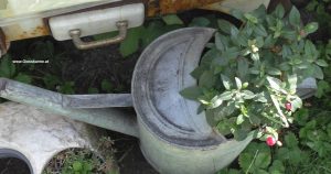 Blumen in alter Metallgießkanne