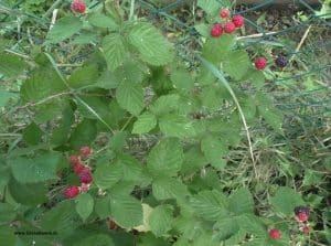 Brombeeren ohne Stacheln - Früchte in Reifung im Juli