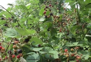 Brombeeren reif und unreif im Juli