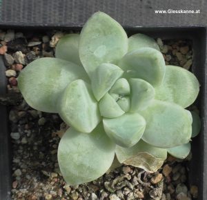 Echeveria albicans