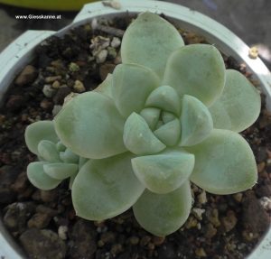Echeveria albicans mit Ableger