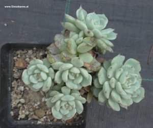 Echeveria nobaranosei