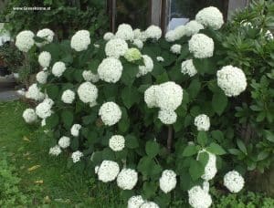 Hortensien weiß mit Blüten im Juli