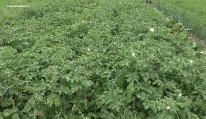Erdäpfelfeld - Kartoffelfeld Obersteiermark im Juli