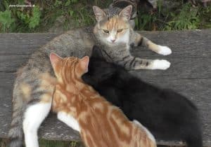 Mama Katze mit zwei jungen Katzen
