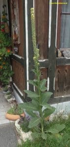 Königskerze in der Obersteiermark - vor der Blüte im Juli