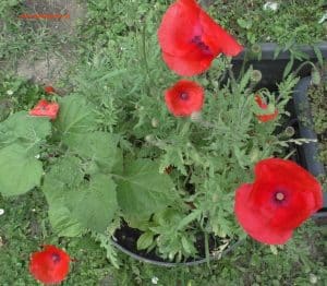 Klatschmohn im Topf