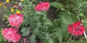 Ziermohn
