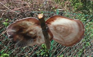 Schmetterling - Deko aus Muscheln und Holz