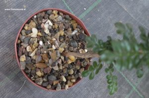Operculicaria decaryi mit Stämmchen