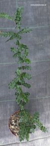 Operculicaria decaryi von oben