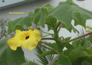 Uncarina grandidieri Blüte im Juli